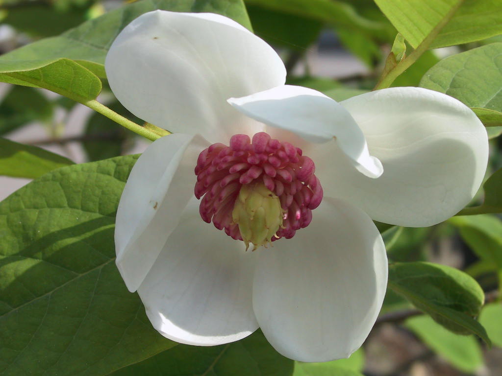 Magnolia sieboldii 01.jpg